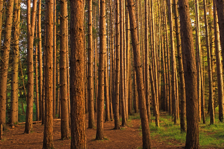 Floresta de pinus no planalto, típica da serra catarinense
